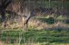 Roe Deer